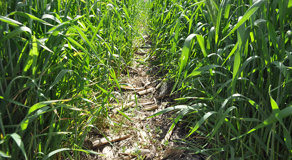 Cultivo de trigo en agricultura de conservación. (Foto: Fernando Morales/CIMMYT)