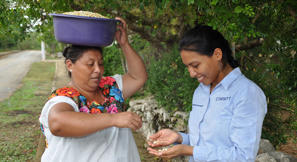 Productora de Yaxunah (Yucatán, México) muestra a técnica del CIMMYT el maíz que lleva a nixtamalizar. (Foto: Francisco Alarcón/CIMMYT)
