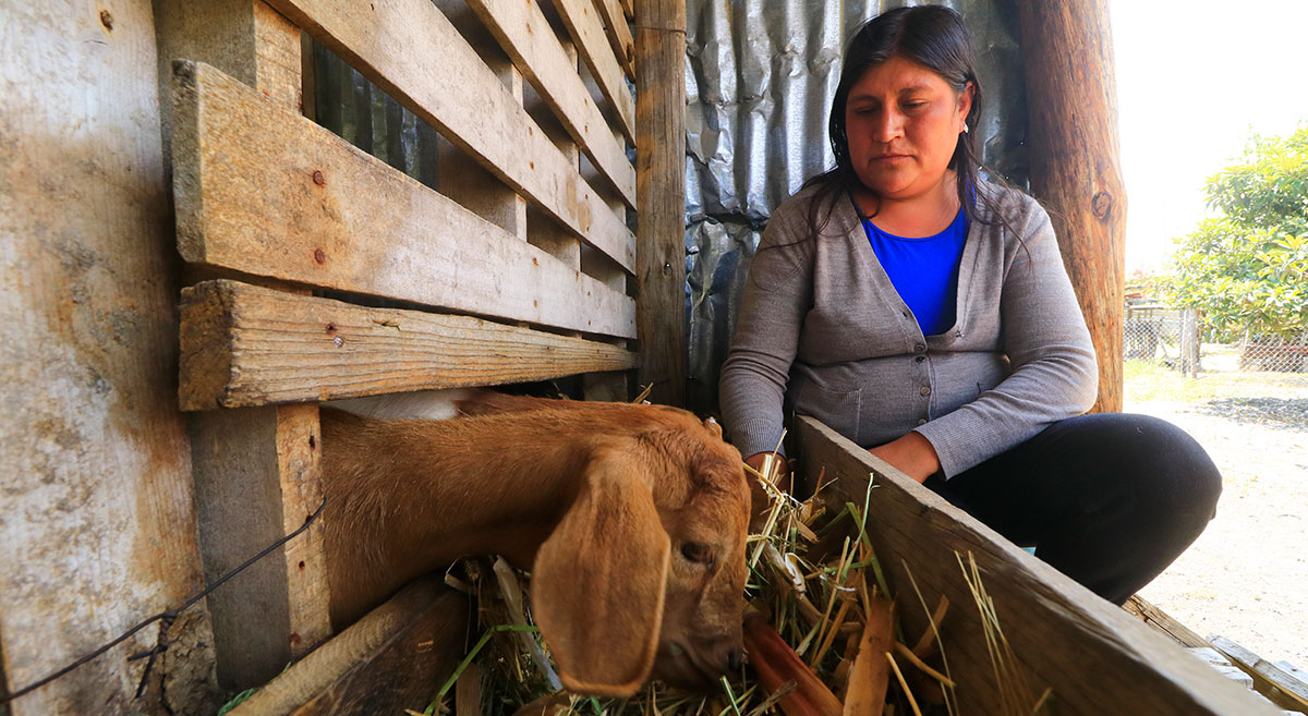 Maribel Landero, productora de la Mixteca de Oaxaca, México, dando de comer una mezcla forrajera a su ganado. (Foto: Hub Pacífico Sur-CIMMYT)
