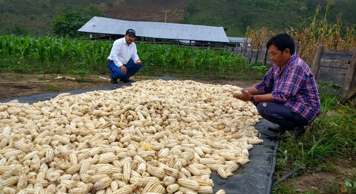 Secado de maíz nativo en plataforma de investigación del CIMMYT en Chiapas, México. (Foto: Gerardo Torres)