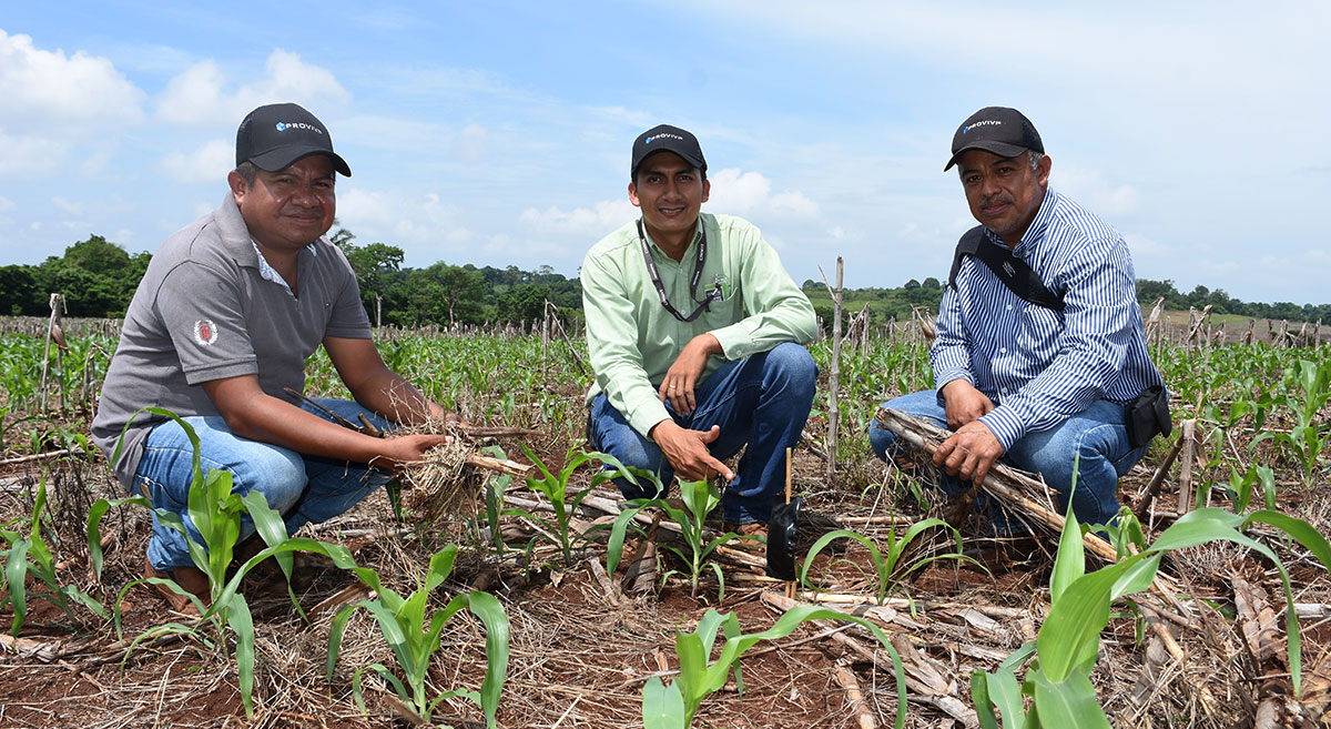 El técnico Aldrin Quevedo (al centro) promoviendo el uso de dispensadores de feromonas de confusión sexual con productores de Veracruz, México. (Foto: Francisco Alarcón/CIMMYT)