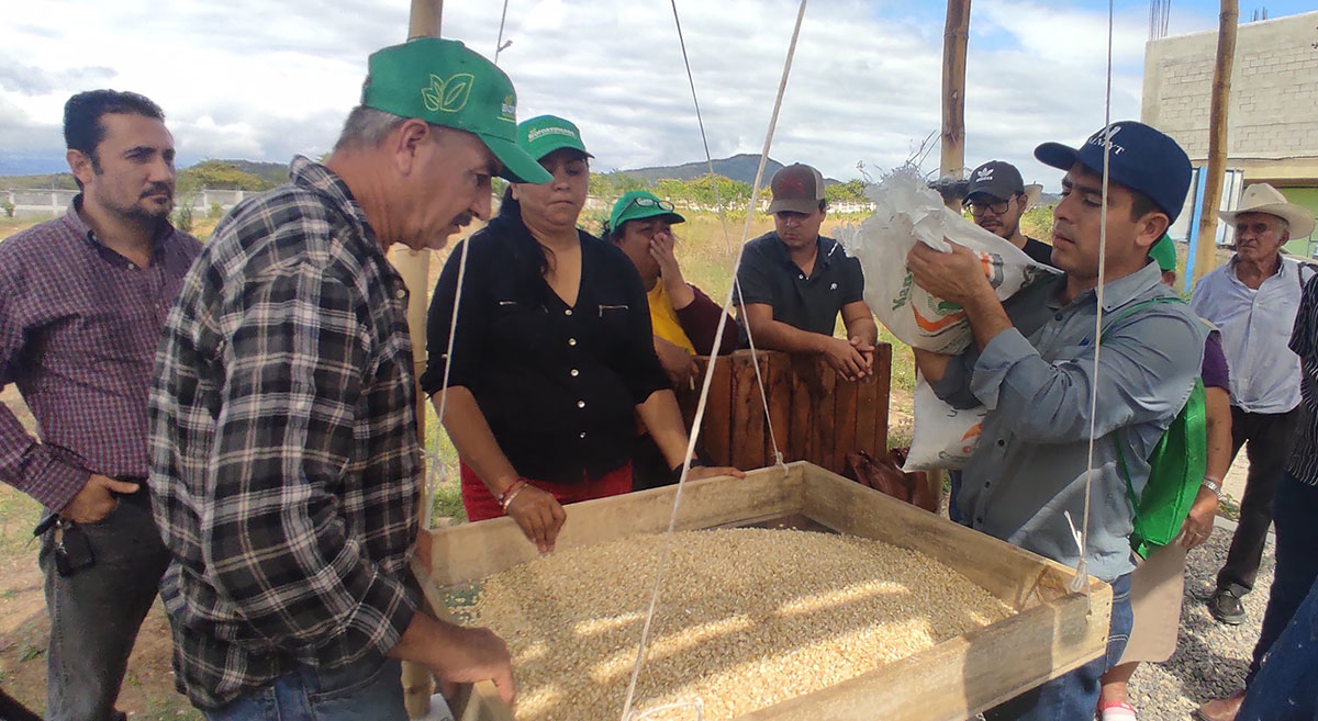 Productoras y productores de Guatemala identificando los principales daños en los granos de maíz causados por hongos e insectos durante el almacenamiento el 23 de noviembre de 2022. (Foto: CIMMYT)