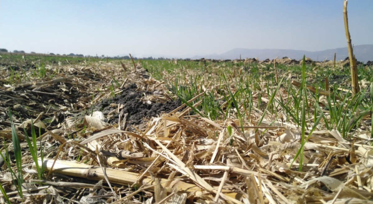 Rastrojo usado como cobertura de suelo en parcela de productor participante en el proyecto Agriba Sustentable. (Foto: Hub Bajío-CIMMYT)