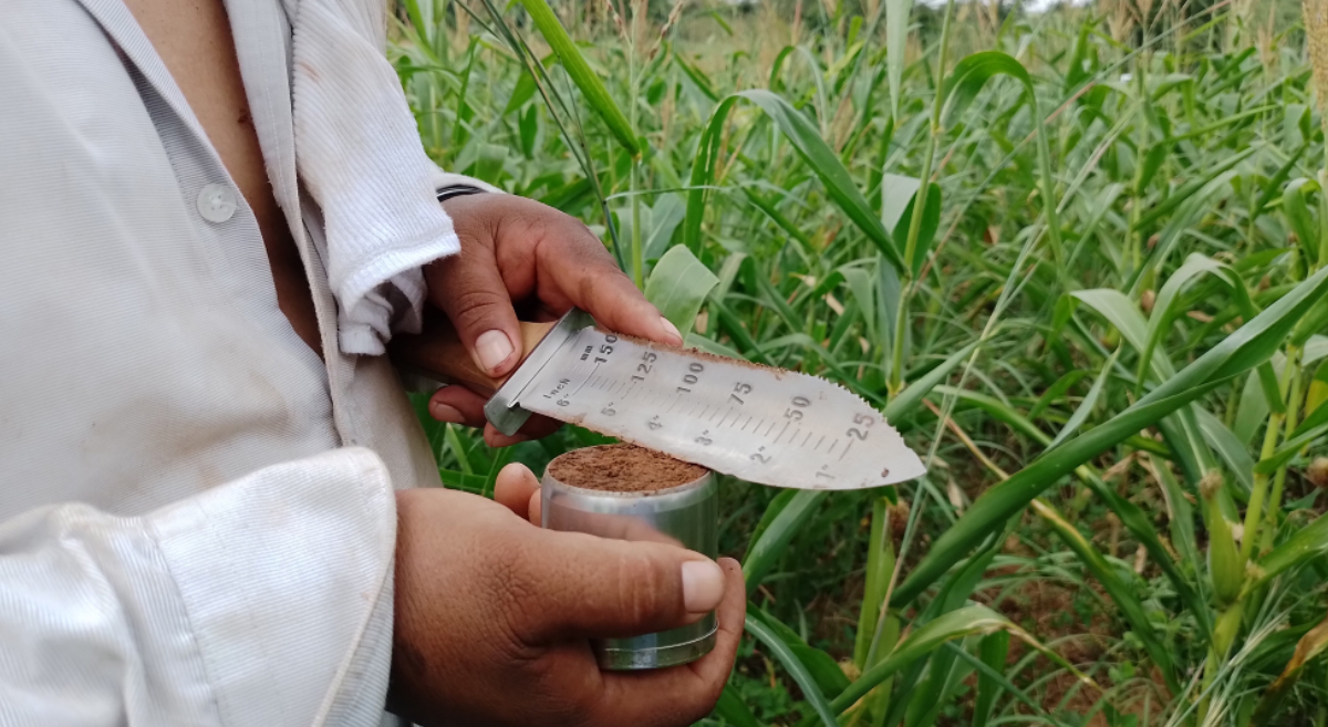 Muestreo para determinar la densidad aparente en dos estratos del suelo, en la plataforma Venustiano Carranza, Chiapas, México. (Foto: CIMMYT)