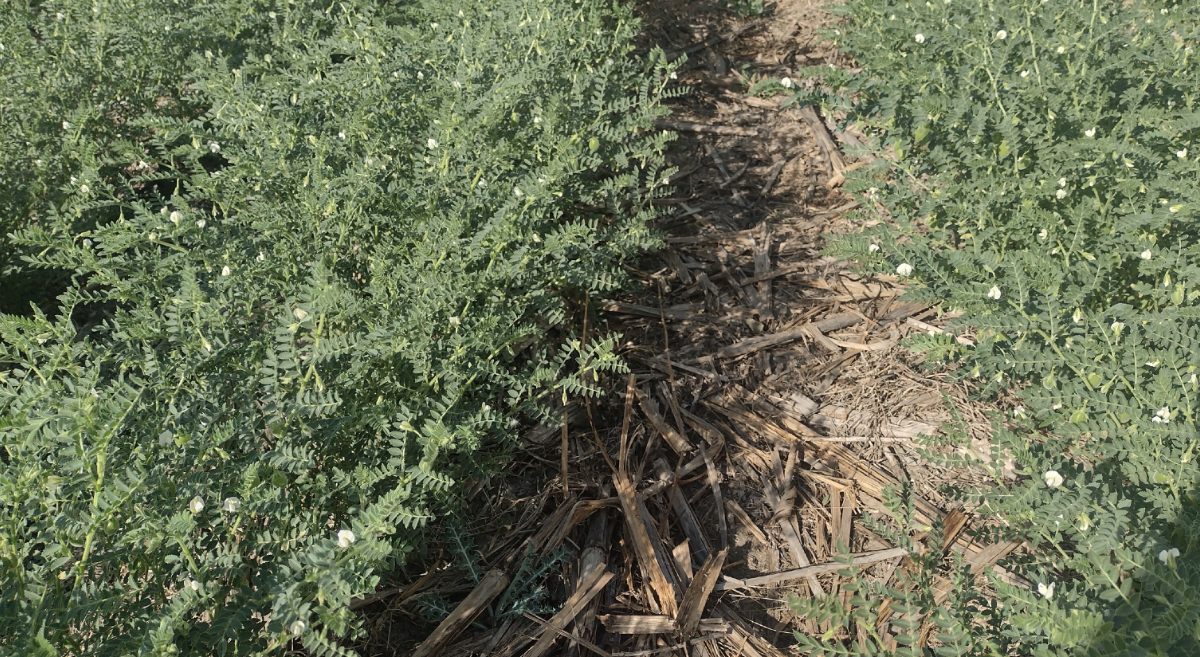 Desarrollo de garbanzo en el sistema de labranza mínima con cobertura en la plataforma de investigación de San Francisco Lachigoló, Oaxaca, México. (Foto: Samuel Randy Aracen)