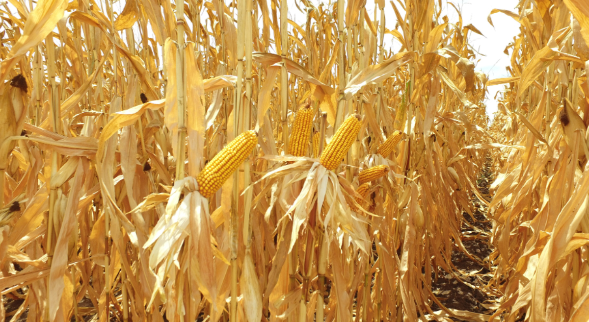 Cultivo de maíz con agricultura de conservación, en el norte de México. (Foto: CIMMYT)