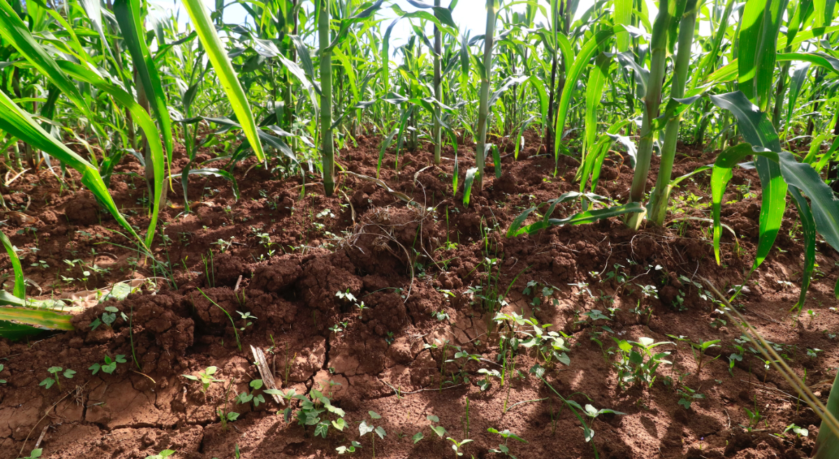 Milpa en la Mixteca de Oaxaca, México. (Foto: CIMMYT)