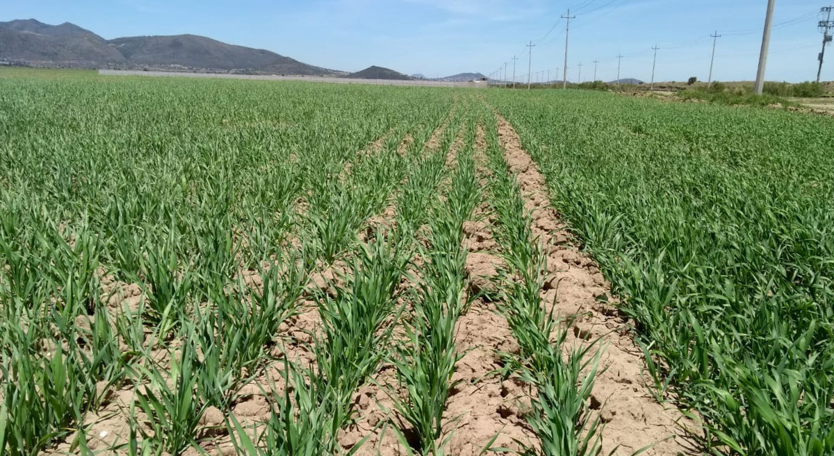 Cultivo de cebada en Apan (Hidalgo, México) en parcelas participantes en el proyecto Aguas Firmes. (Foto: María del Pilar Vázquez)