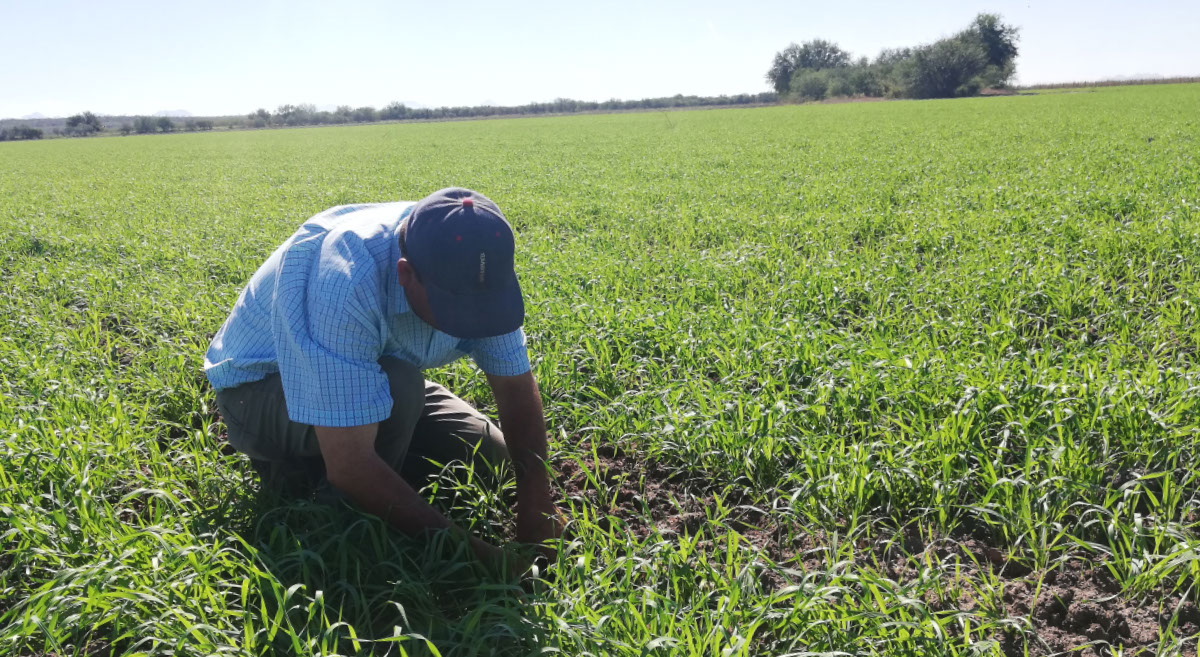 Productor participante en proyecto de abastecimiento responsable de trigo en el norte de México, implementando agricultura de conservación. (Foto: Hub Pacífico Norte-CIMMYT)