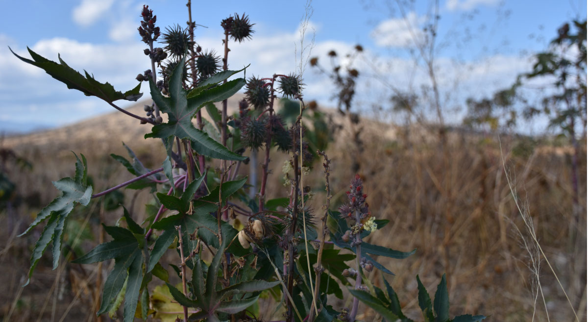 Detalle de una planta de higuerilla. (Foto: Fernando Morales / CIMMYT)