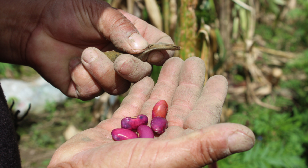 Productor de Larráinzar, en el estado mexicano de Chiapas, muestra una de las variedades de frijol que cultiva en su milpa. (Foto: Fernando Morales / CIMMYT)