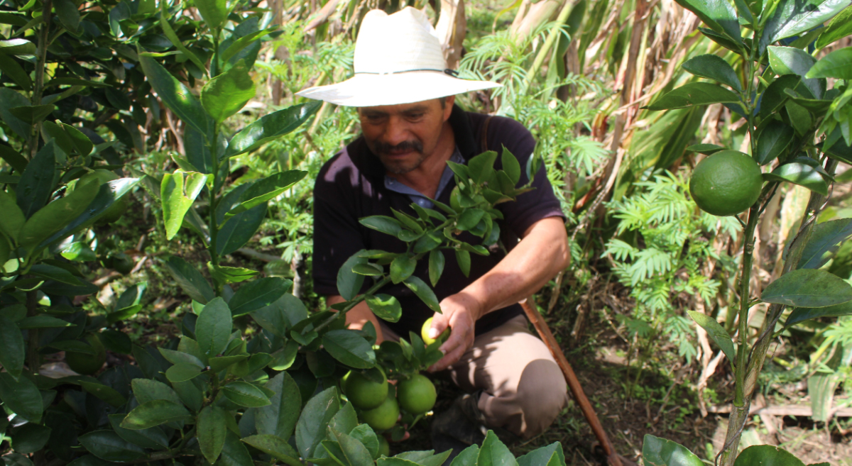 Productor de Chiapas trabajando milpa intercalada con árboles frutales. (Foto: Fernando Morales / CIMMYT)