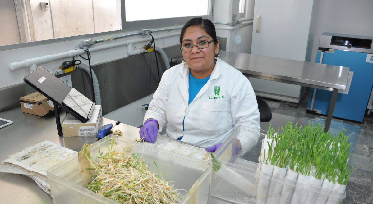 Laboratorista del CIMMYT desarrollando pruebas de germinación y viabilidad de semillas. (Foto: Divulgación-CIMMYT)