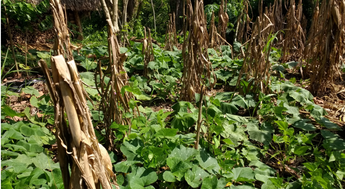 Parcelas con cultivos diversificados en San Felipe Jalapa de Díaz, en Oaxaca, México. (Foto: Sociedad de Productores Agrícolas y Pecuarios de la Mazateca Baja)