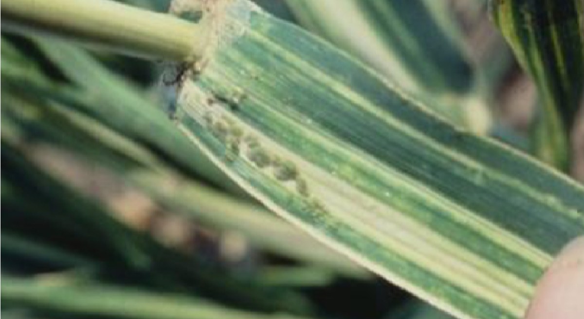 Franjas cloróticas y hojas enrolladas en el cultivo de trigo debido a presencia del pulgón ruso (Diuraphis noxia M.). (Foto: CIMMYT)