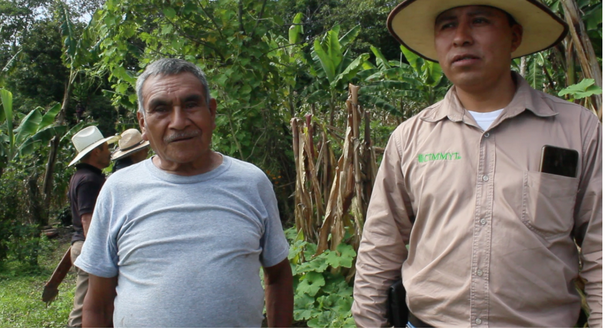 El productor Sebastián Díaz Hernández, de Larráinzar, Chiapas (México) junto a Mateo Pérez Santis, colaborador del CIMMYT. (Foto: Fernando Morales/CIMMYT)