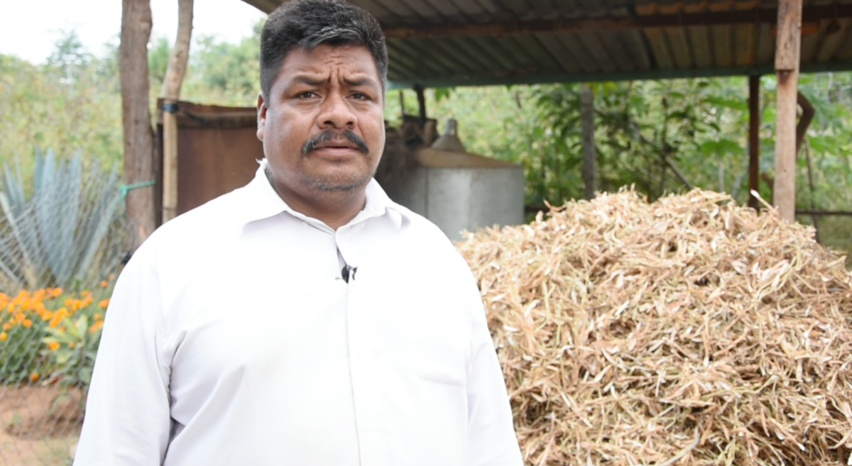 Maximino Mata López, productor de maíz, frijol e higuerilla del municipio de la Pe Ejutla, en Oaxaca, México. (Foto: Francisco Alarcón/CIMMYT)