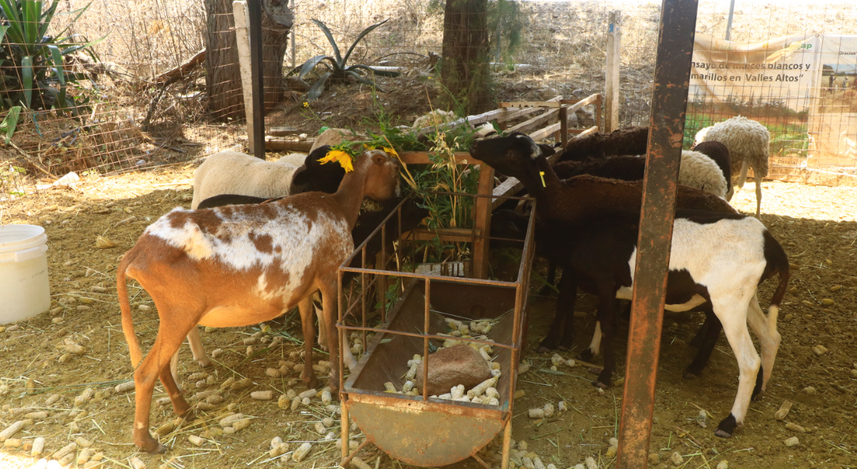 Ensayos de agricultura y ganadería en el marco del proyecto CLCA, implementado en Oaxaca (México) por el CIMMYT, en el campo de experimentación del INIFAP en Santo Domingo Yanhuitlán. (Foto: Hub pacífico Sur-CIMMYT)
