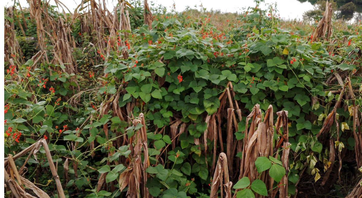 Maíz, frijoles y calabaza en una milpa de Tojolabal, Chiapas (México). (Foto: Fernando Morales/CIMMYT) (Foto: Fonteyne et. al., 2023)