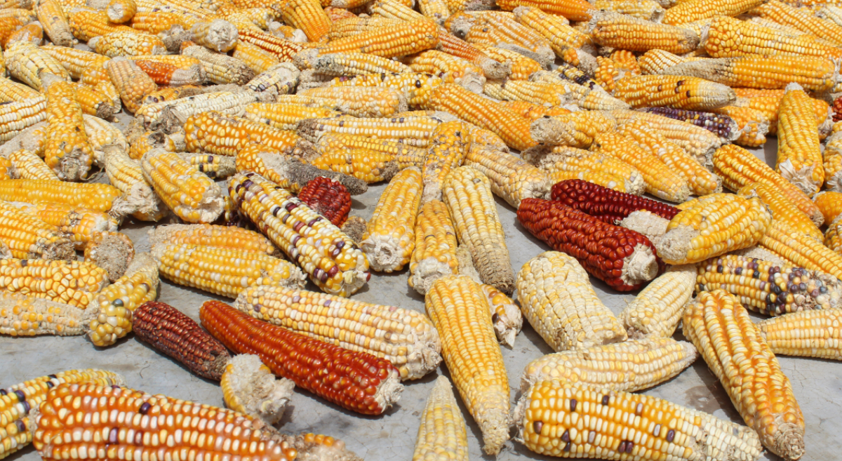 Maíces criollos secados al sol, en Larráinzar, Chiapas (México). (Foto: Fernando Morales/CIMMYT)