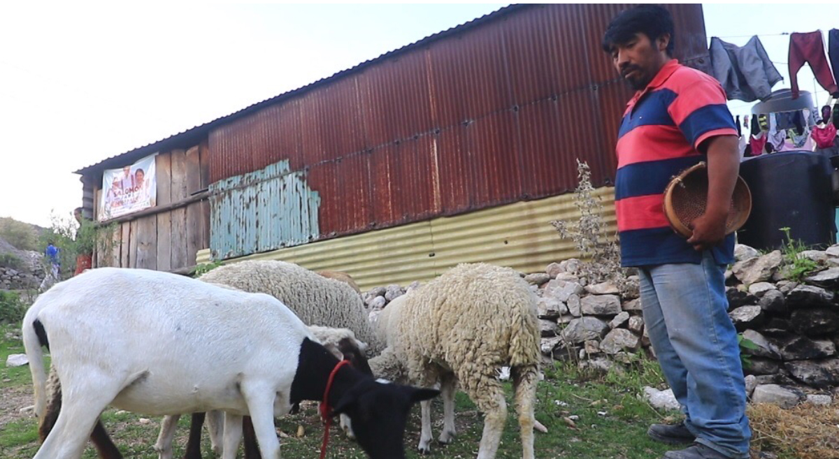 Productor de San Marcos Monte de León, en Oaxaca, México, quien produce maíz y forrajes en la misma parcela. (Foto: Hub Pacífico Sur-CIMMYT)