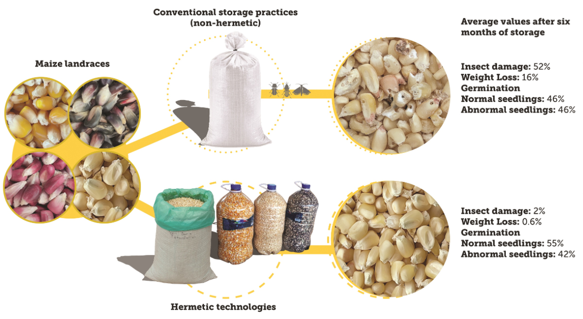 Resumen gráfico del efecto de las tecnologías de almacenamiento en el control de plagas de insectos después de la cosecha y la germinación de semillas en maíces nativos mexicanos. (Odjo et al., 2023)