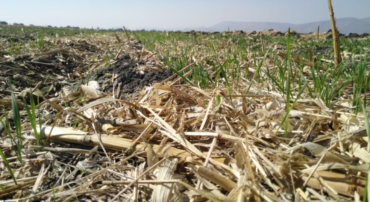 Parcela con residuos de cosecha como cobertura. (Foto: CIMMYT)