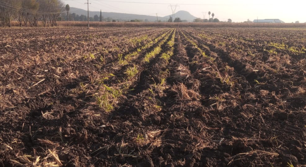 Rastrojo dejado como cobertura del suelo en el sistema de agricultura de conservación. (Foto: CIMMYT)