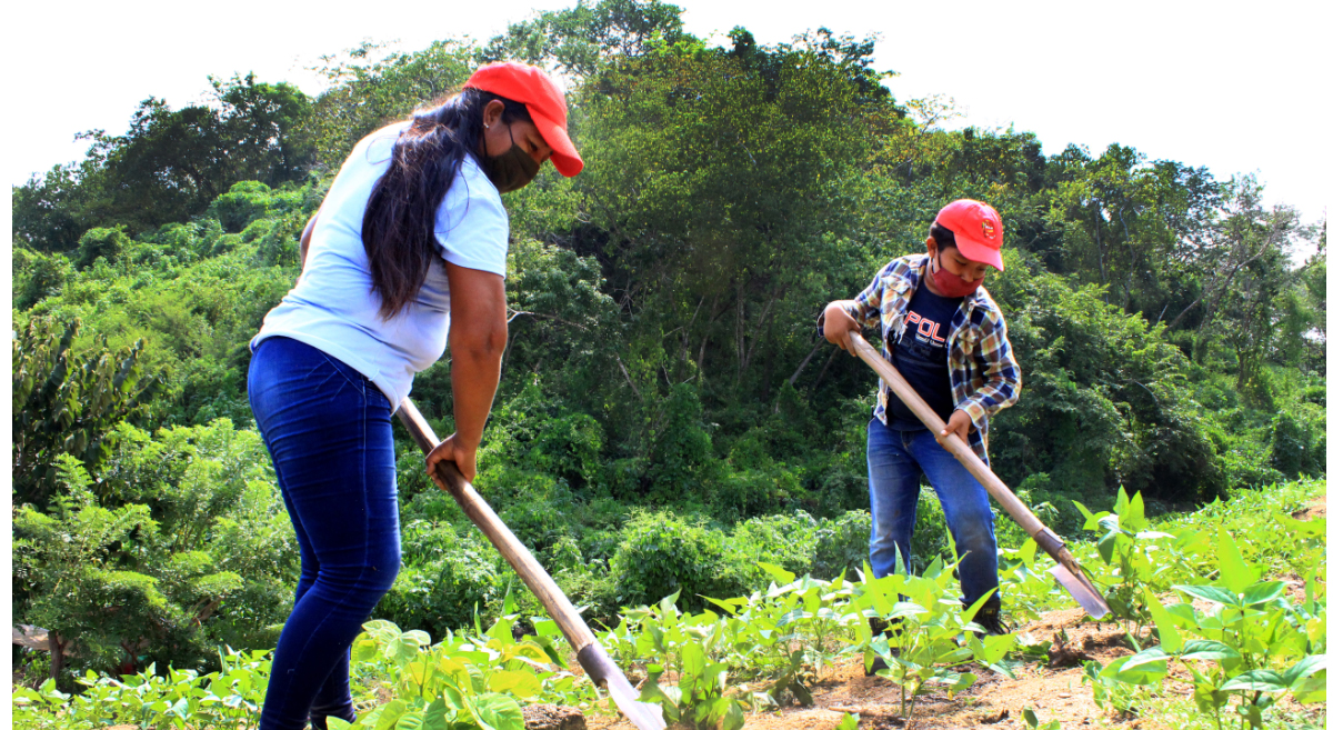 Mujeres y jóvenes realizando labores agrícolas. (Foto: CIMMYT)