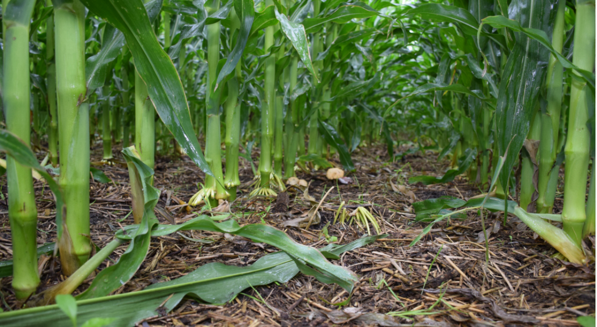 Maíz cultivado con agricultura de conservación. (Foto: Francisco Alarcón / CIMMYT)