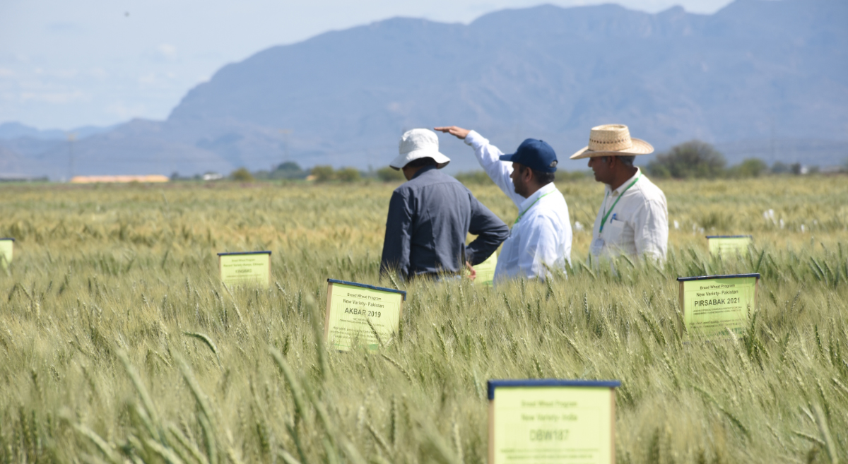 Recorrido por el área experimental del CIMMYT en las instalaciones del CENEB, en Sonora, México, durante el Día del Agricultor 2023. (Foto: Francisco Alarcón/CIMMYT)