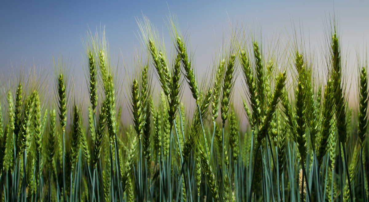 Background image for CIMMYT