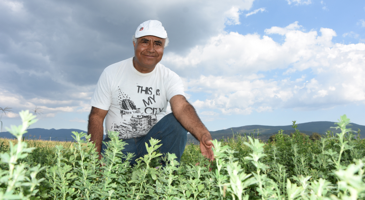 El productor Jerónimo Díaz de la Ciénega de Zimatlán (Oaxaca, México), en parcela destinada a la producción de forrajes. (Foto: Francisco Alarcón / CIMMYT)