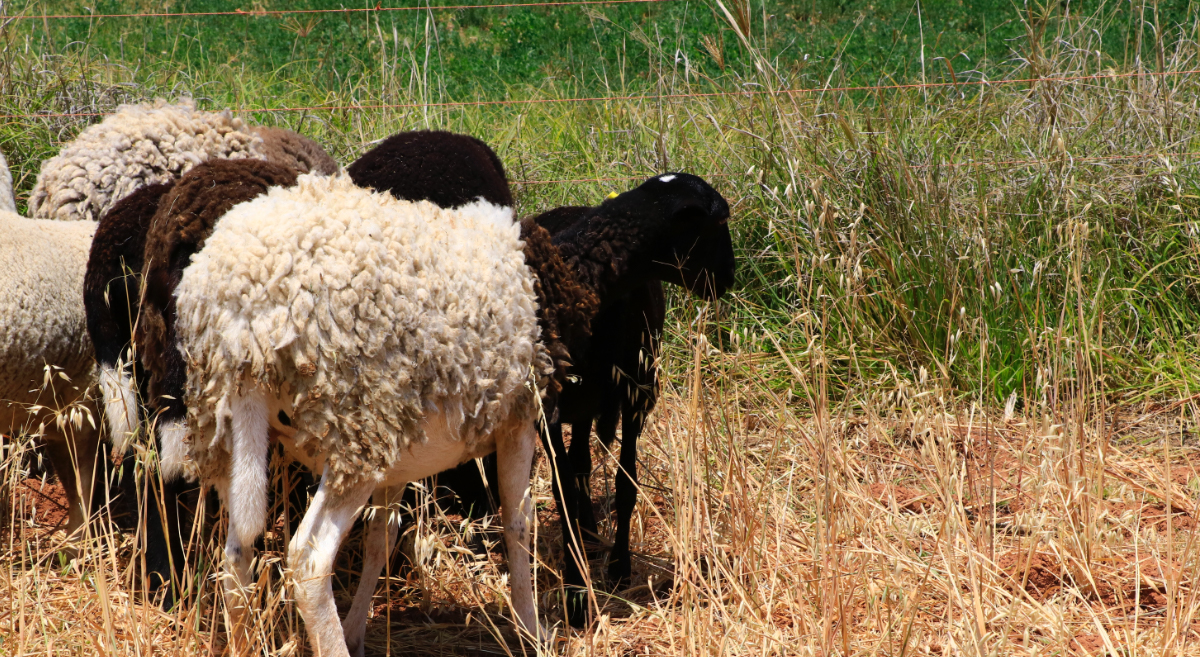 Ganado ovino en sistema agropecuario en la Mixteca de Oaxaca, México. (Foto: CIMMYT)