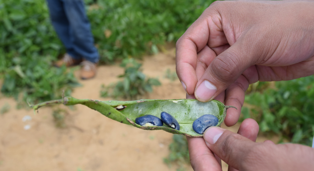 Leguminosas en sistema de producción con cultivos diversificados, en Oaxaca, México. (Foto: Fernando Morales / CIMMYT)