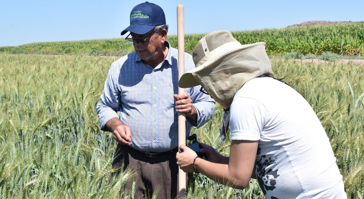 Captura de datos agrónomicos en la plataforma e-agrology. (Foto: CIMMYT)