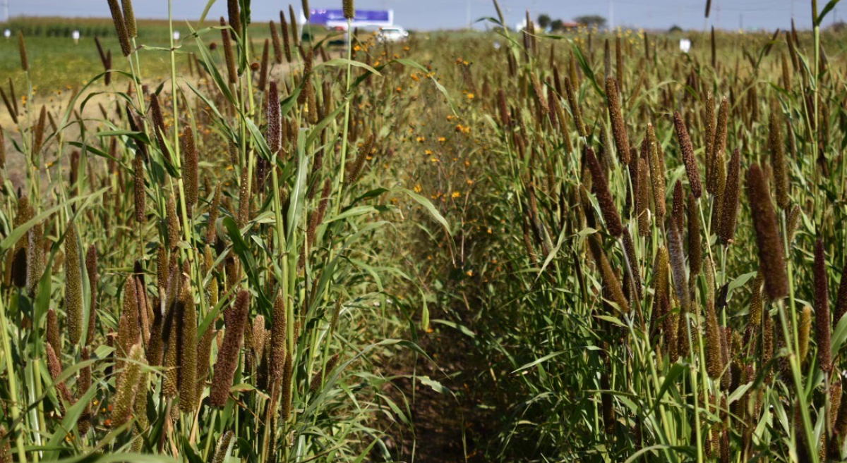 Cultivo de mijo perla en México. (Foto: CIMMYT)