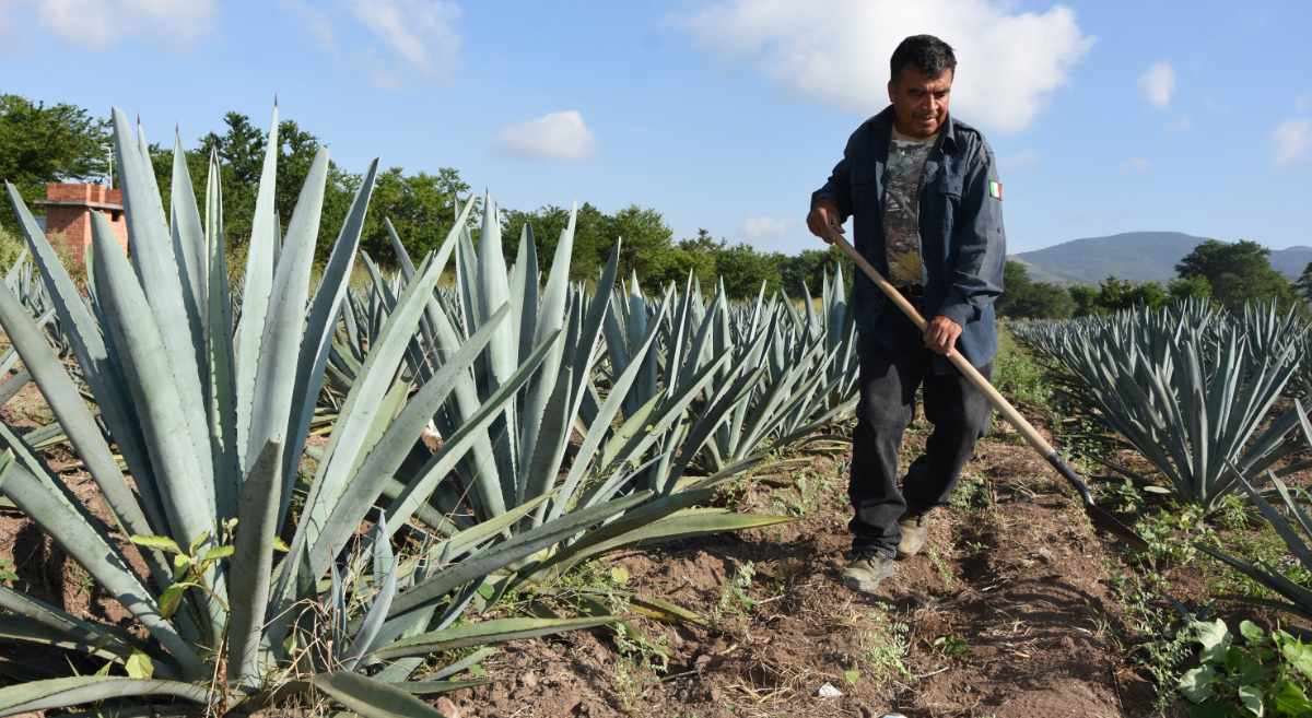 Productor de maguey espadín en Oaxaca, México. (Foto: Francisco Alarcón/CIMMYT)