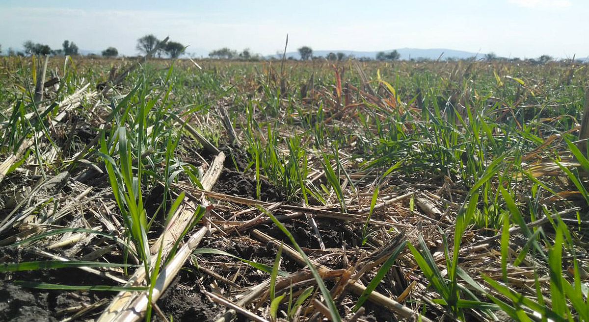 Parcela con cobertura de rastrojo en el Bajío. (Foto: Hub Bajío / CIMMYT)