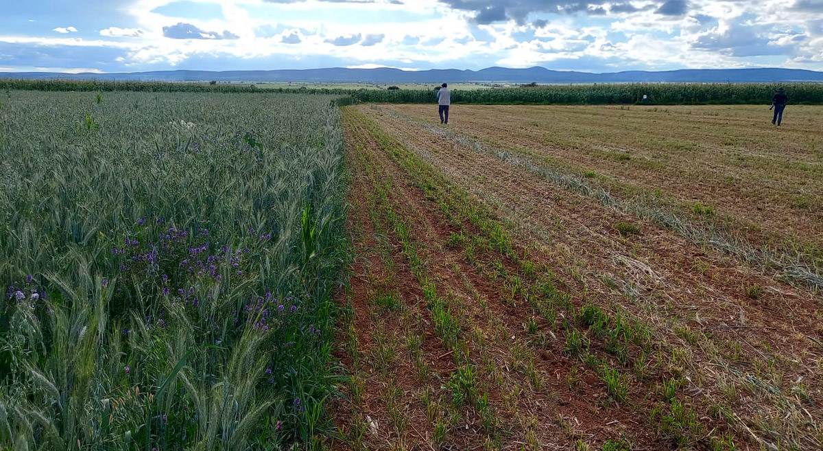 Productores implementando prácticas de agricultura sustentable en el marco del proyecto Aguas Firmes. (Foto: Hub Intermedio / CIMMYT)