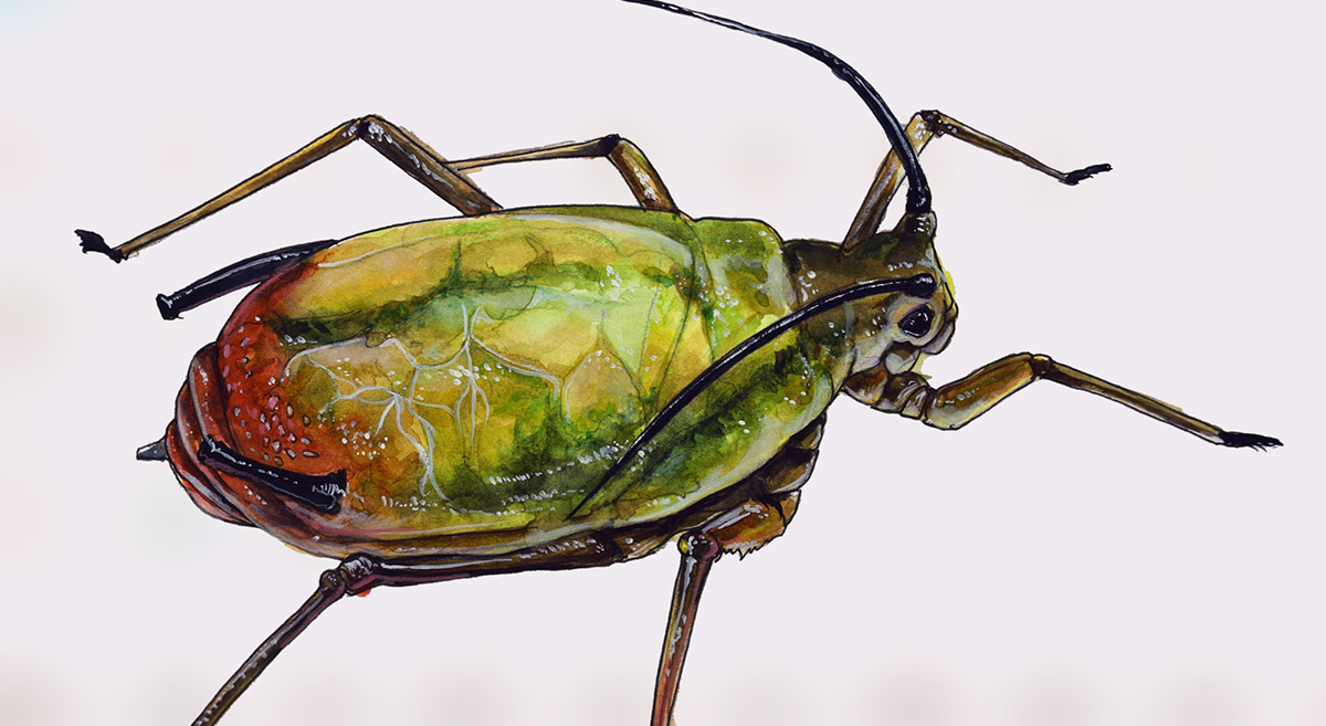 Los pulgones o áfidos son insectos que aumentan su población en condiciones de altas temperaturas. (Ilustración: Francisco Alarcón / CIMMYT)