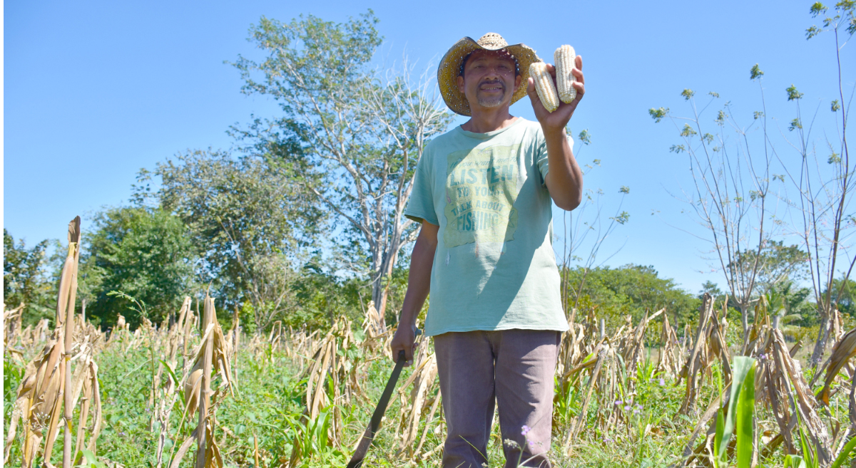 Carmelo Sánchez, productor de maíz y leguminosas de Candelaria, Campeche, México. (Foto: Fernando Morales / CIMMYT)