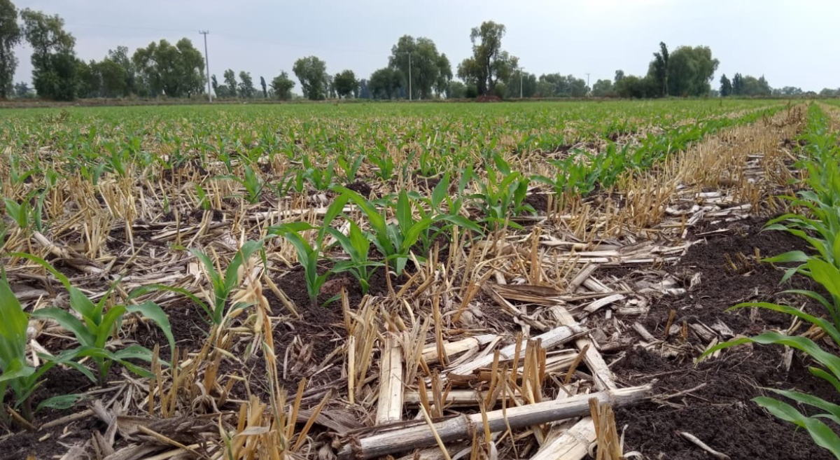 Cultivo de maíz con mínima labranza y rastrojos sobre la superficie. (Foto: Hub Bajío-CIMMYT)