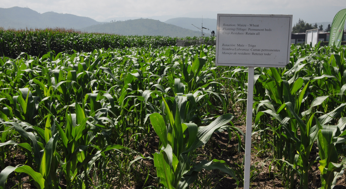 Cultivo de maíz con mínima labranza y rastrojos sobre la superficie. (Foto: Hub Bajío-CIMMYT)