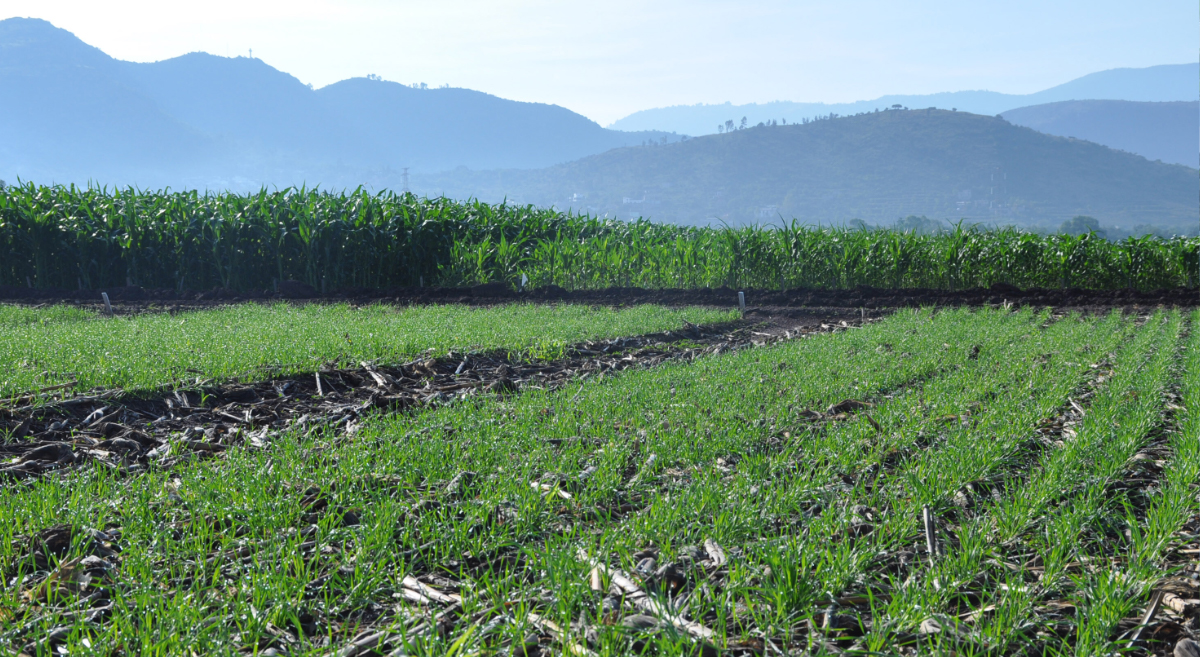 Plataforma de investigación del CIMMYT en Texcoco, Estado de México. (Foto: Fernando Morales / CIMMYT)