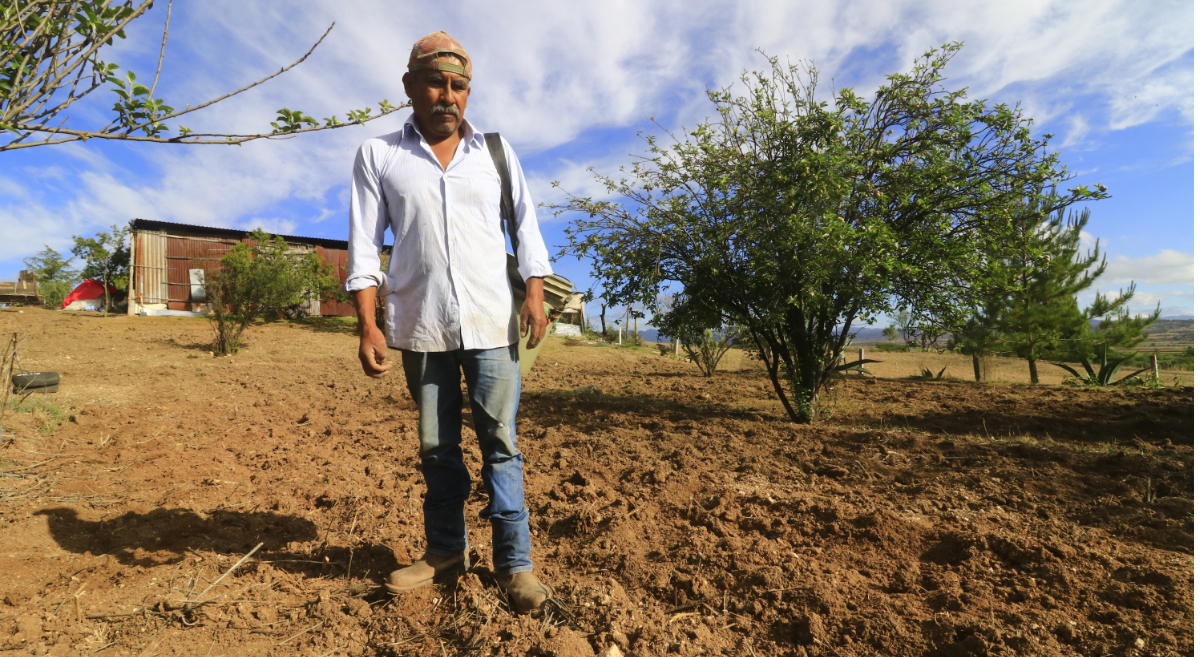 Productor de Oaxaca, México, quien participa en proyecto orientado a zonas áridas. (Foto: CIMMYT)