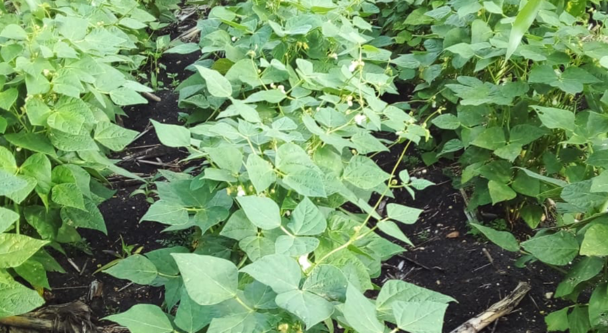 Cultivo de frijol en inicio de la floración, se observa la planta sana y el cultivo libre de malezas, como resultado del manejo agronómico implementado por el productor cooperante. (Foto: María Isabel González, Rodolfo Vilchis)