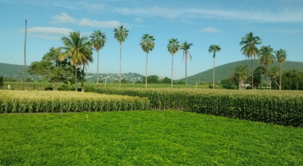 Plataforma de investigación de Zacatepec, en Morelos, México. (Foto: CIMMYT)