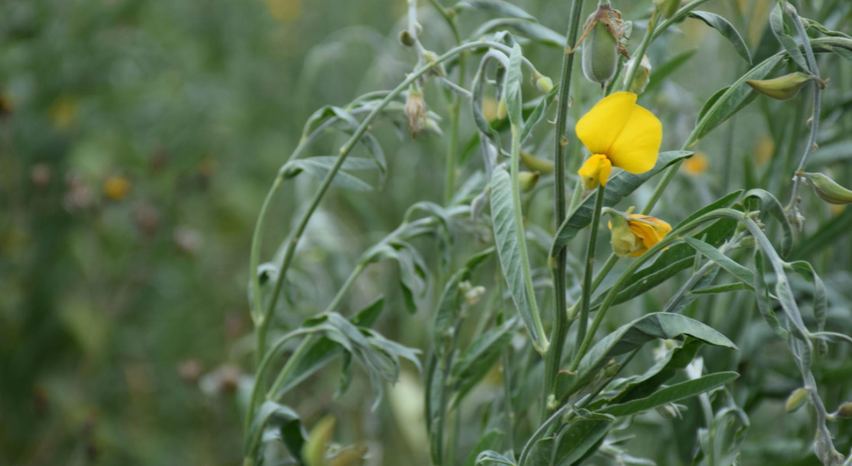 Cultivo de crotalaria en sistema diversificado. (Foto: Fernando Morales / CIMMYT)