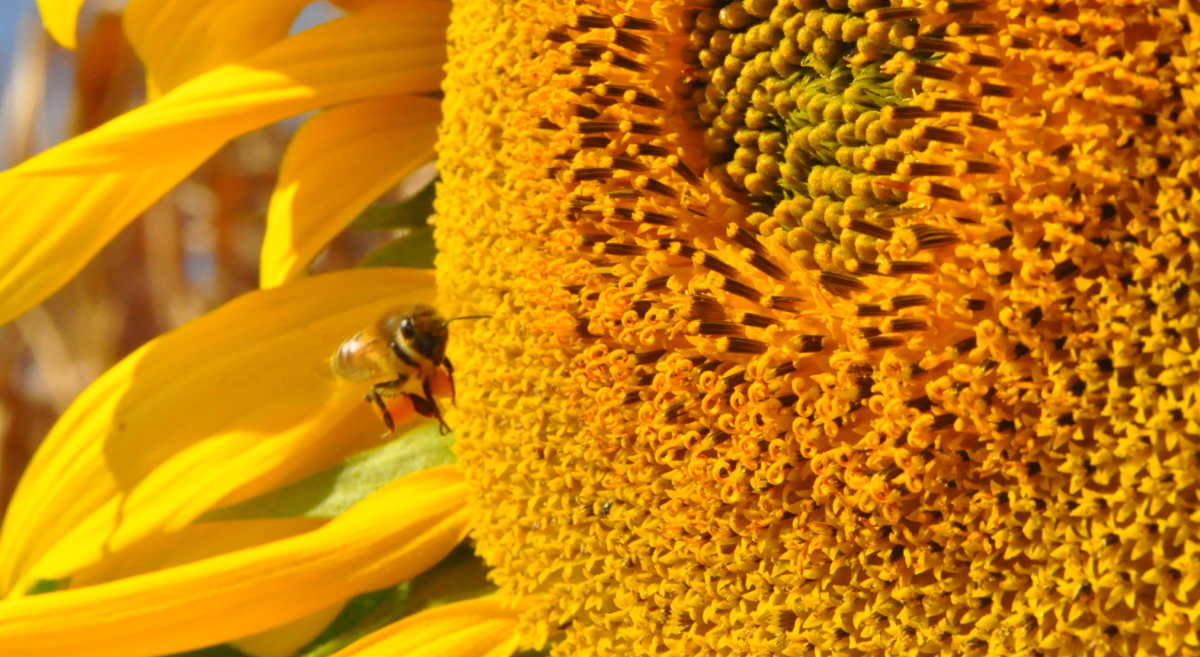 Abeja transportando polen en una parcela diversificada con girasol en Guanajuato, México. (Foto: Fernando Morales / CIMMYT)